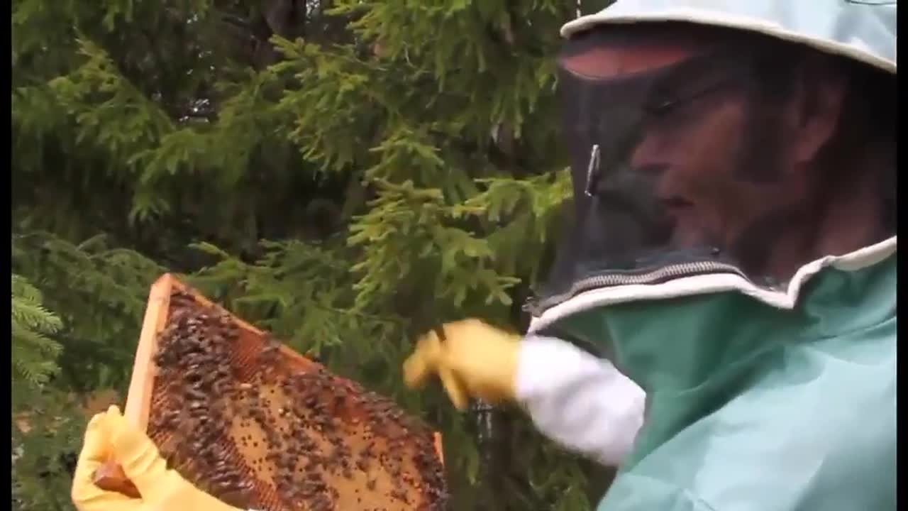 Reino Paananen mehiläispesällä.