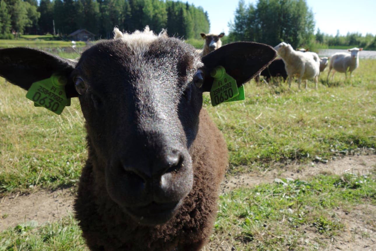 Sudet tappoivat parikymmentä eri-ikäistä lammasta Risto Ollilalta. Hän on siirtänyt koko viikon ajan loppuja lampaita turvallisempaan ympäristöön. Edes sähköaita ei pidätellyt susia.