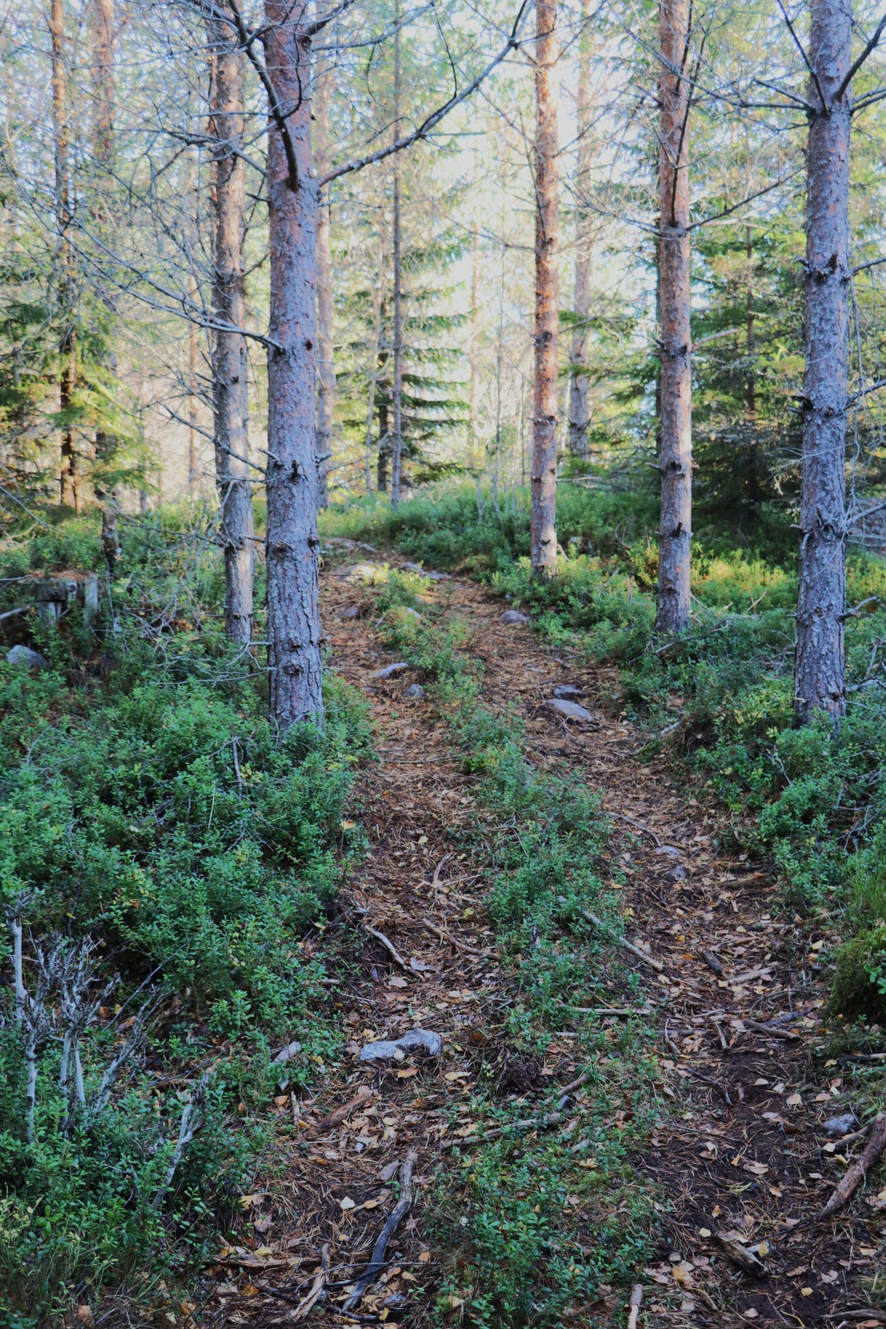 Koirametsän läpi kulkee metsätie. Kosteisiin kohtiin on rakennettu pitkospuut.