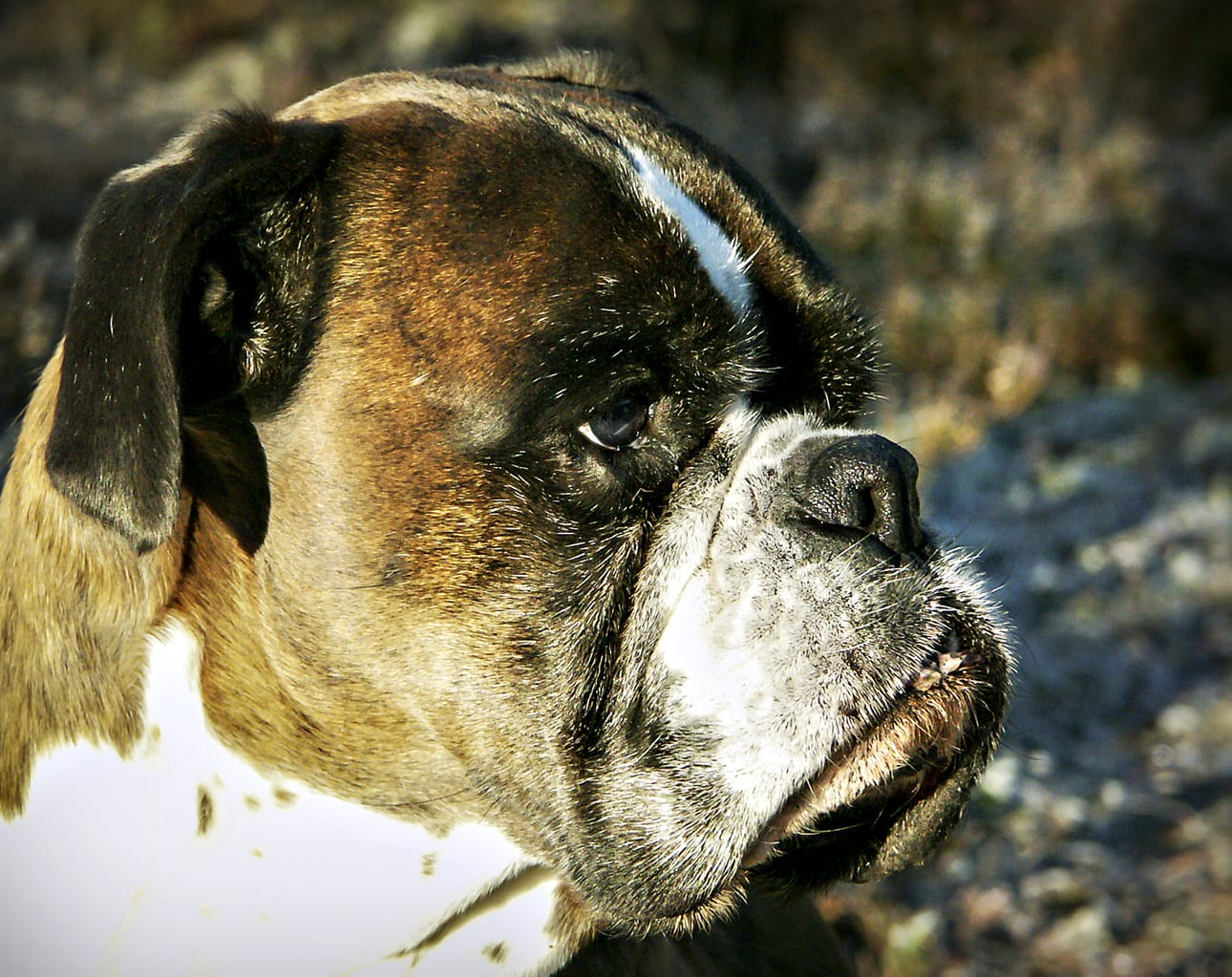Ylipaino voi pahentaa lyhytkuonoisten koirien hengitysongelmia, sillä kehoon kertyvä rasva ahtauttaa hengitysteitä entisestään.