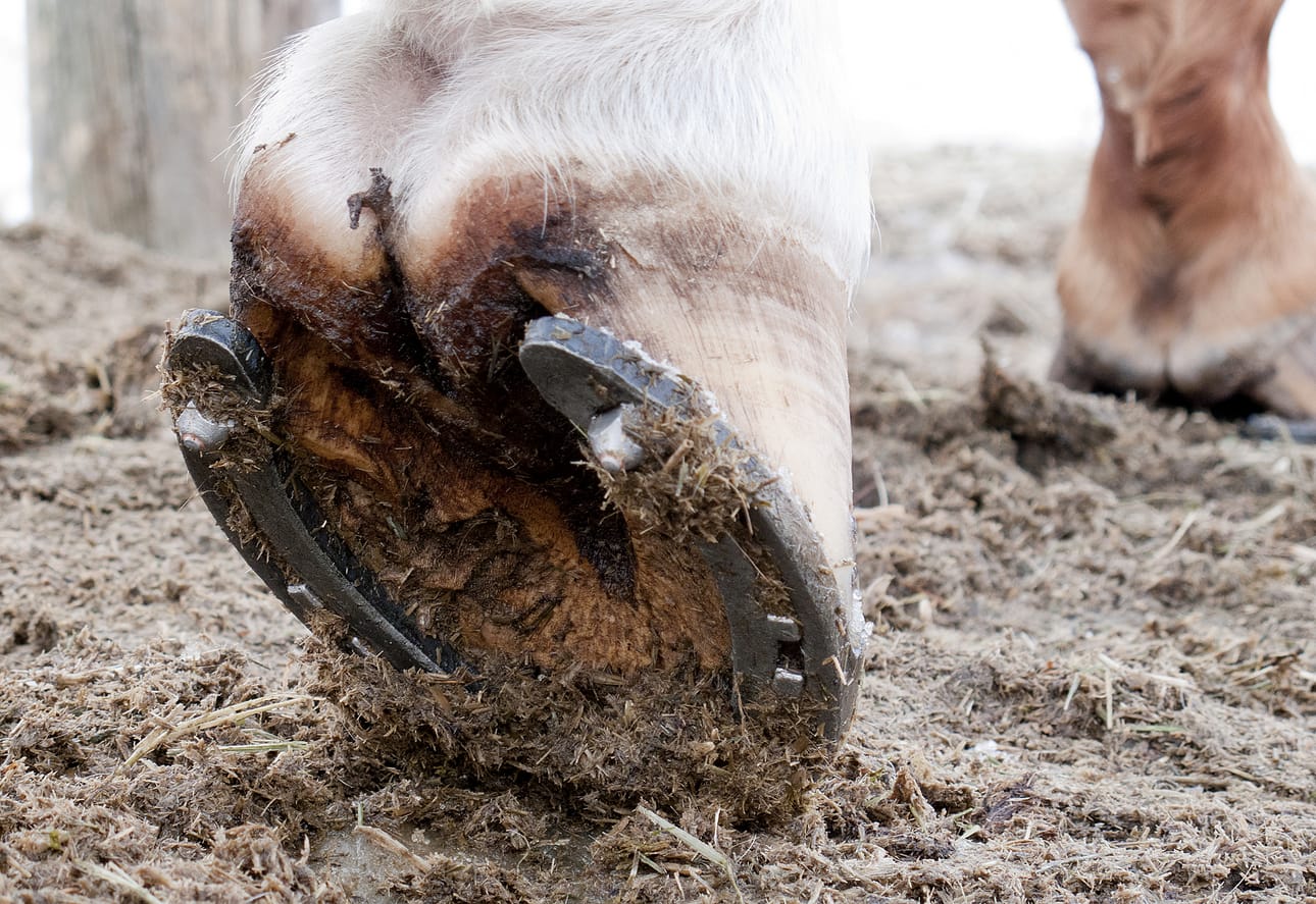 Kavion kitkaa vähennetään kevään tullen jättämällä kenkään pelkät kantahokit.