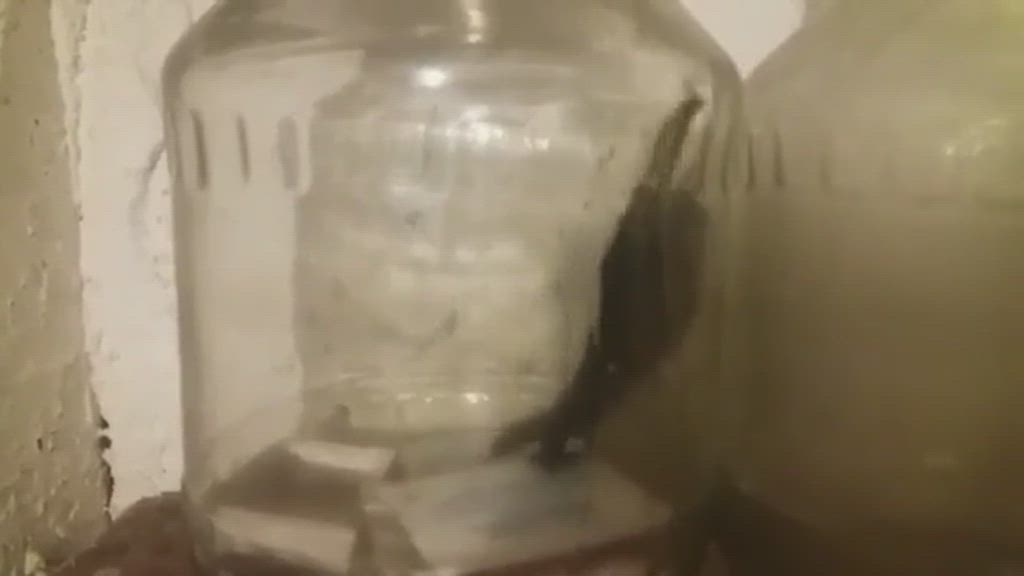 Mikä rpaisteli talon kellarissa? Lukijan video