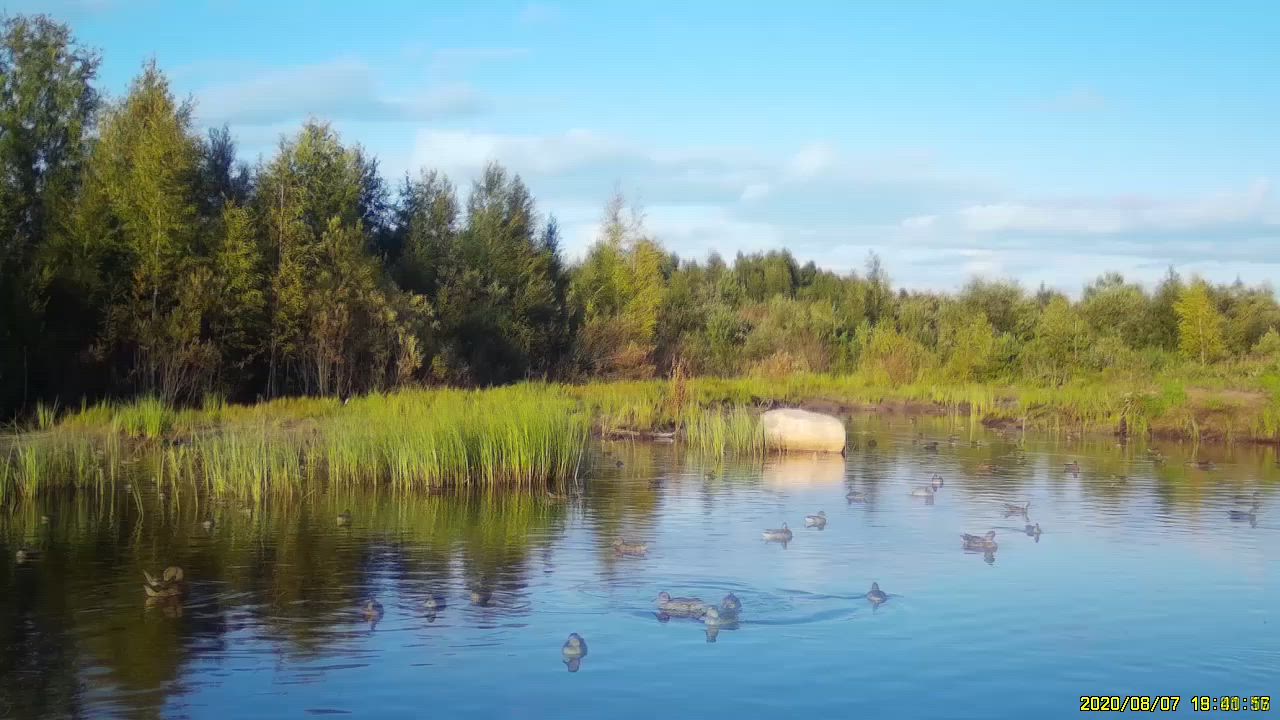 Kurkista vesilintujen elämään riistakameran videolla: Uiskentelua, sukeltelua ja höyhenpeitteen tälläystä