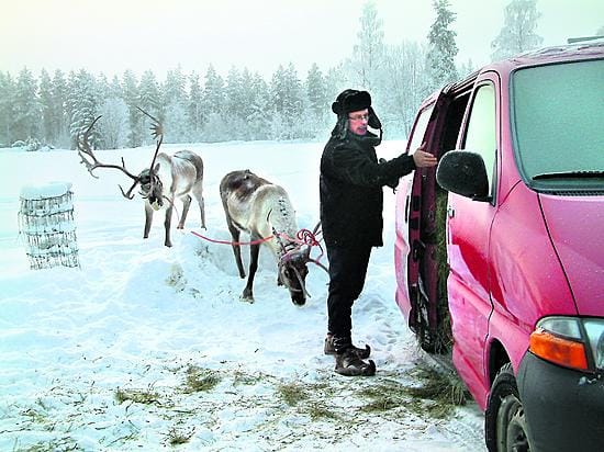 Kuinka monta poroa mahtuu pieneen hiaceen?
