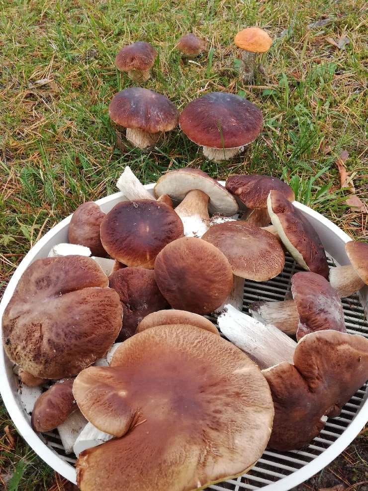 Kuvan lähettänyt lukija kertoo keräävänsä herkkutatteja omasta pihasta.