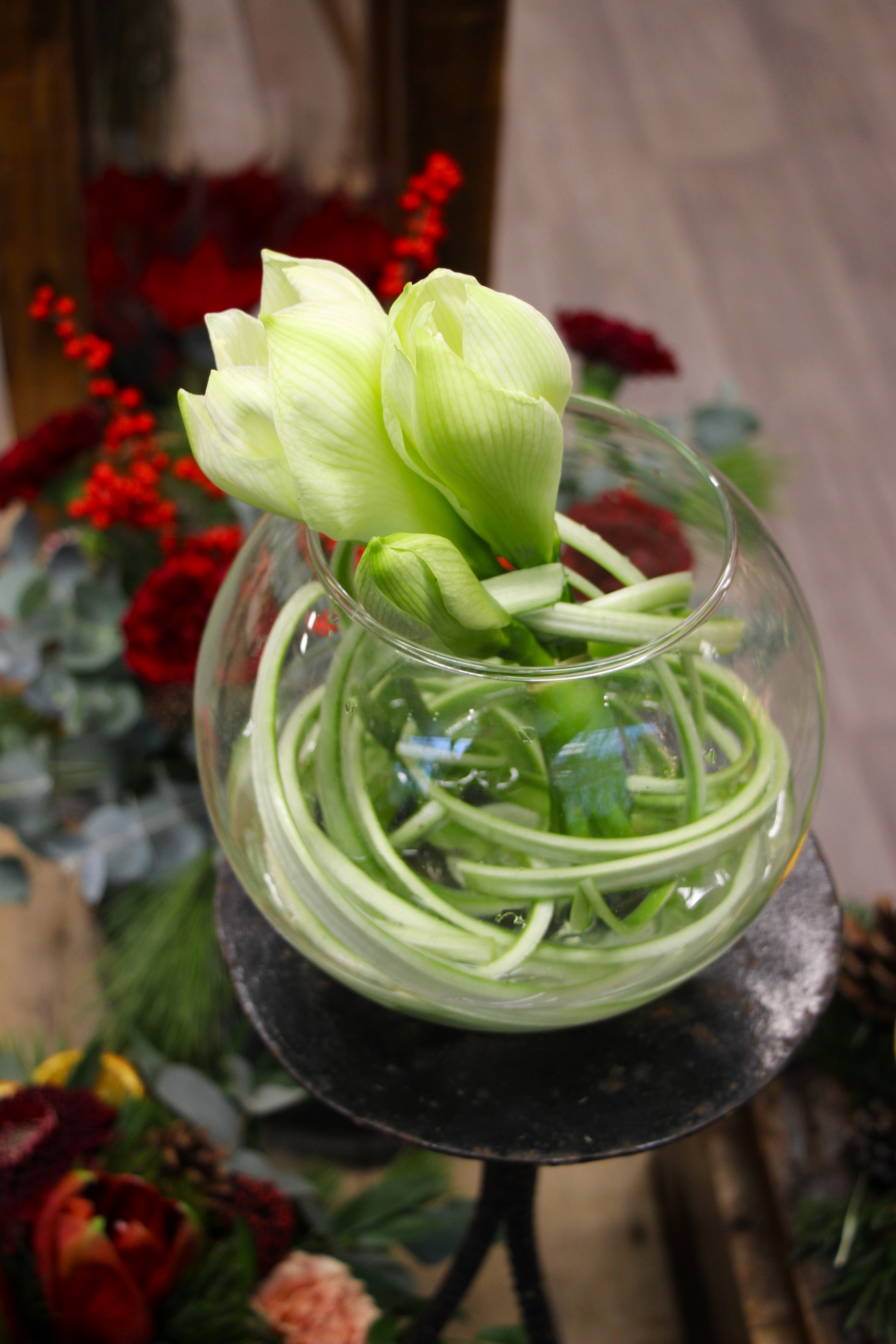 Spagettiamaryllis saa yksittäisen amarylliksen näyttäväksi asetelmaksi.