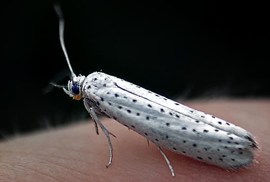 Tuomenkehrääjäkoi on komea, mutta pieni perhonen.