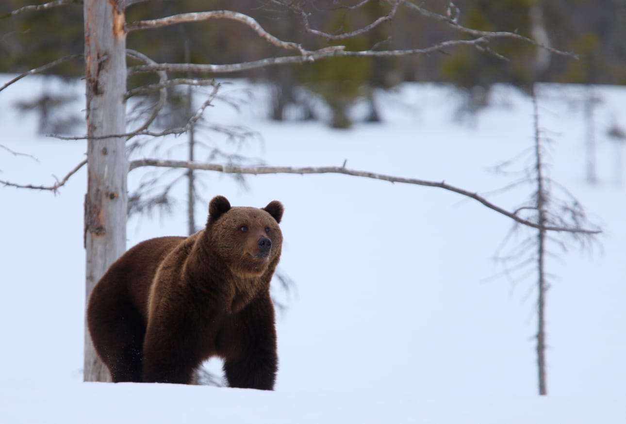 Nyt vahvistettu kiintiö (313) on 42 karhua pienempi kuin edellisen metsästyskauden kiintiö (355). Metsästyskaudella 2017–2018 kiintiö oli 255 karhua.