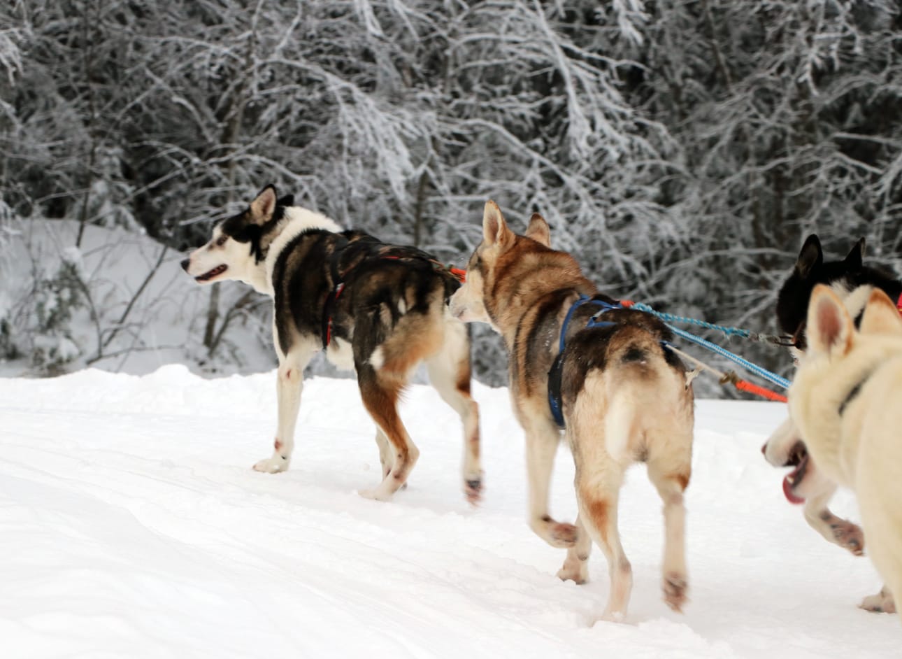 Loihakan tarhoissa on kolmisenkymmentä vetokoiraa, mikä on Piippojen mukaan maksimimäärä. Kerran viikossa koirilla on lepopäivä, jolloin ulkopuolisia ei tarhoilla käy.