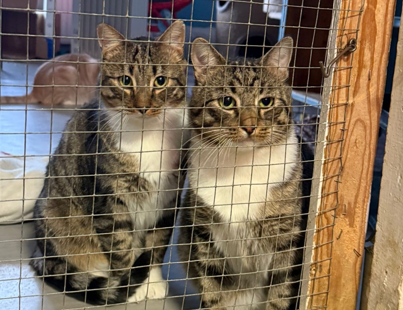 Stamina ja Turisti olivat viimeisiä Palosaaren kissatalosta siirrettyjä kissoja. Rauhallisesti ne odottivat vuoroaan maaliskuun viimeisenä päivänä.