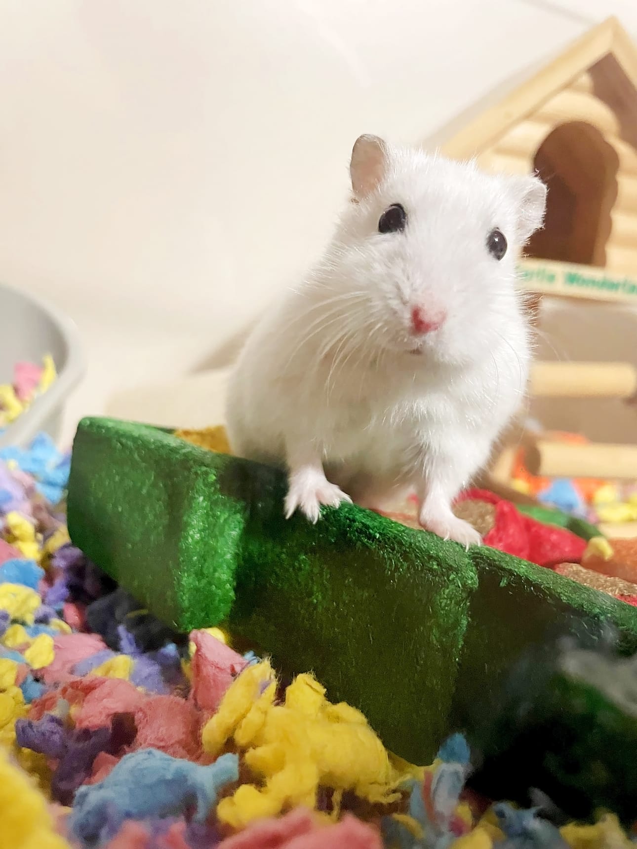 Utelias kääpiöhamsteri Sirkka. Kiitos kuvasta Riina Rauhala. Lähetä sinäkin lemmikkisi kuva pienen taustatiedon kera joko sovelluksemme kautta tai osoitteeseen toimitus@jarviseutu-lehti.fi.