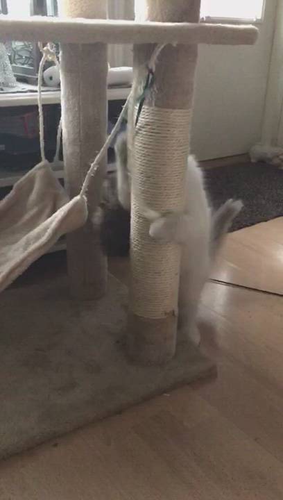 Pyhä birma kissani on iloinen ja ystävällinen