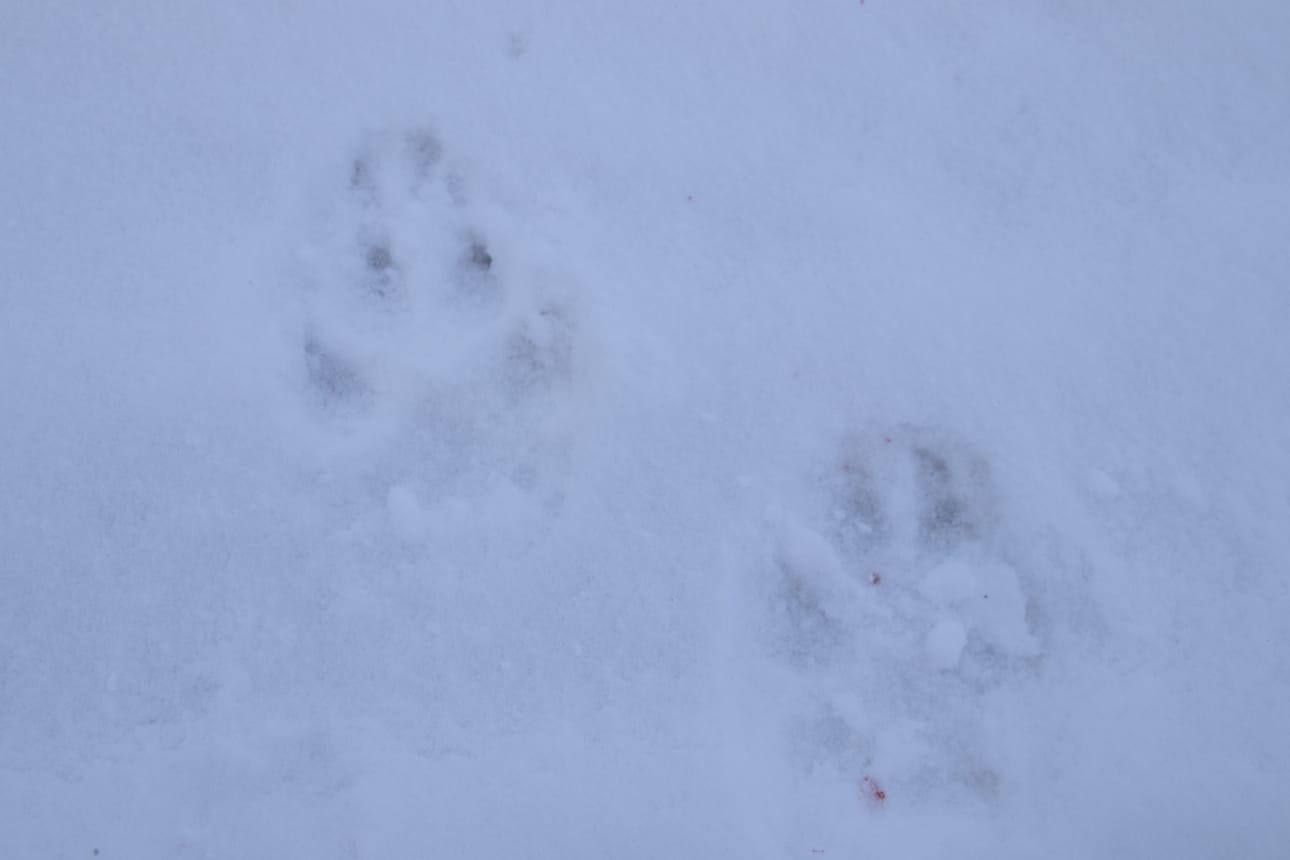 Paavolassa kaadettiin perjantaina aamupäivällä ainakin Luohuan, Paavolan ja Tuomiojan alueella pihakäyntejä tehden liikkunut susi. Kuvituskuva