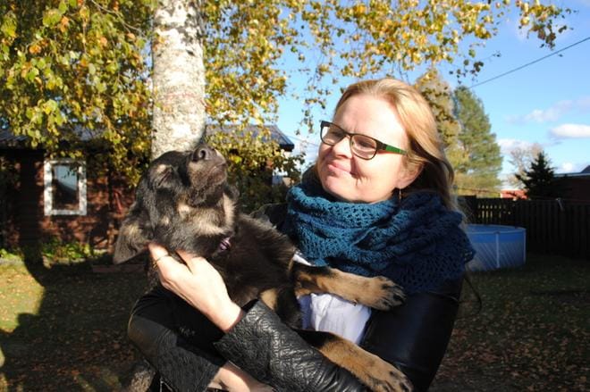 Taiga-koira on Heikkilän ja Sippolan perheen uusin jäsen. Sen kanssa Mervi Heikkilä lenkkeilee mielellään metsässä. KUVAT: EEVA-LIISA KULJU