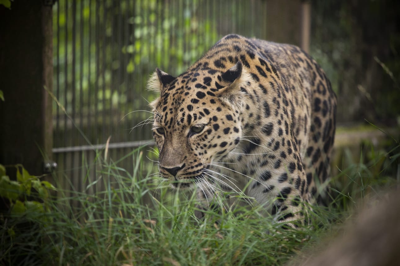 Amurinleopardin kanta on ollut pienimmillään vain muutamia kymmeniä yksilöitä. Nyt Euroopan eläintarhoissa suunnitellaan luontoonpalautuksia.
