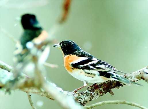 Karaistunut. Lyhyet talviset jaksot eivät haittaa Keski-Euroopassa sydäntalvea viettävää järripeippoa.