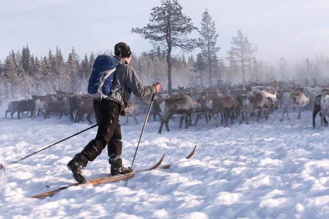 Ohjelma hiihtämisen taidosta ja hiihdosta taiteena.