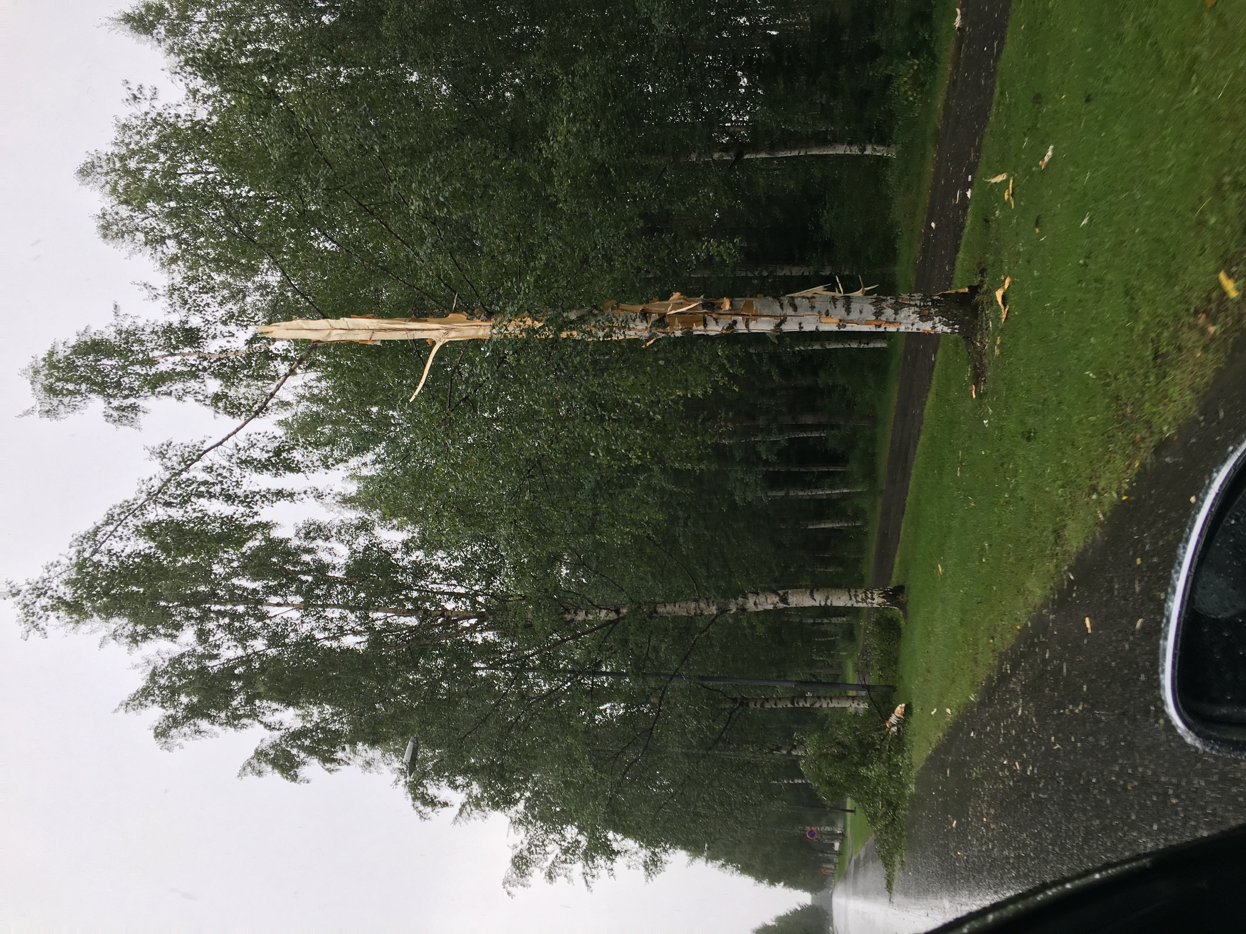 Koivun latva lensi salaman iskun voimasta useiden metrien päähän. 