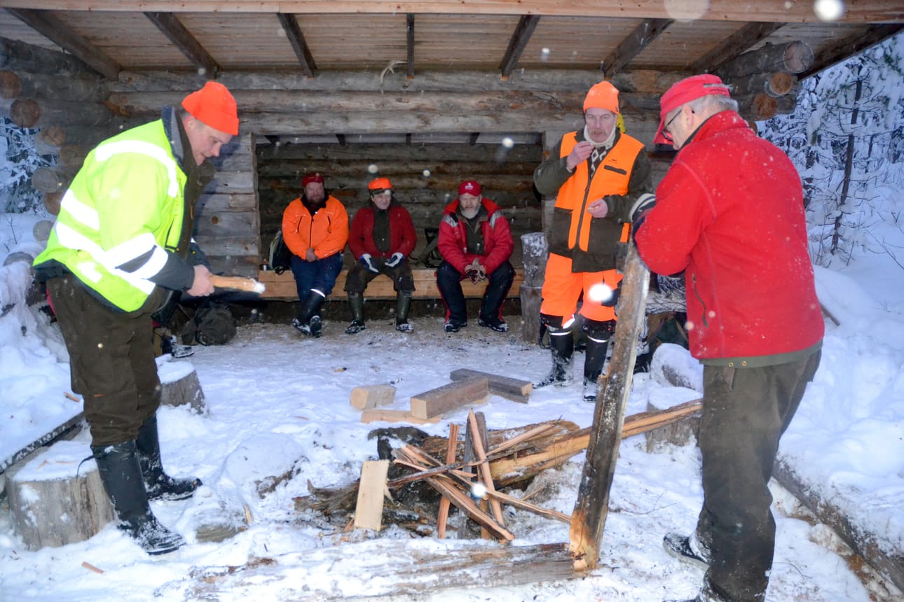 Veteraanihirveä pyydettiin Kuusamossa vielä aivan metsästyksen loppuvaiheessa.