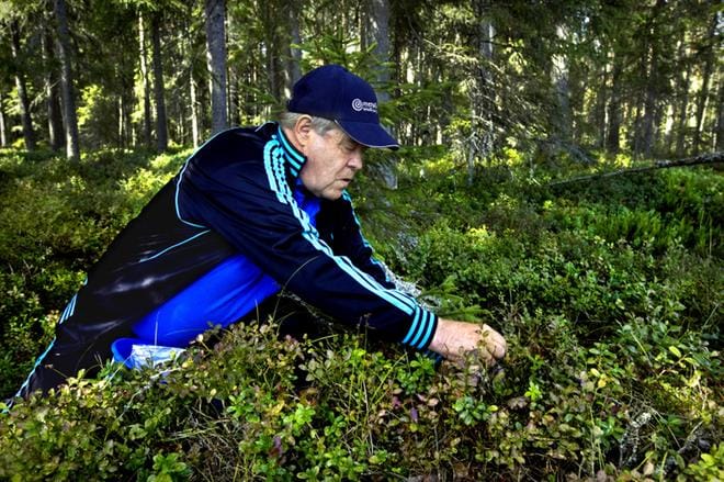 Pertti Mäki-Hakola laskee poimimansa mustikat. Tänä kesänä mustikoita on löytynyt jo yli 30 000 kappaletta. Marjat ovat olleet Mäki-Hakolan mukaan nyt lujassa. ARKISTOKUVA: JOUKO HÄNNINEN