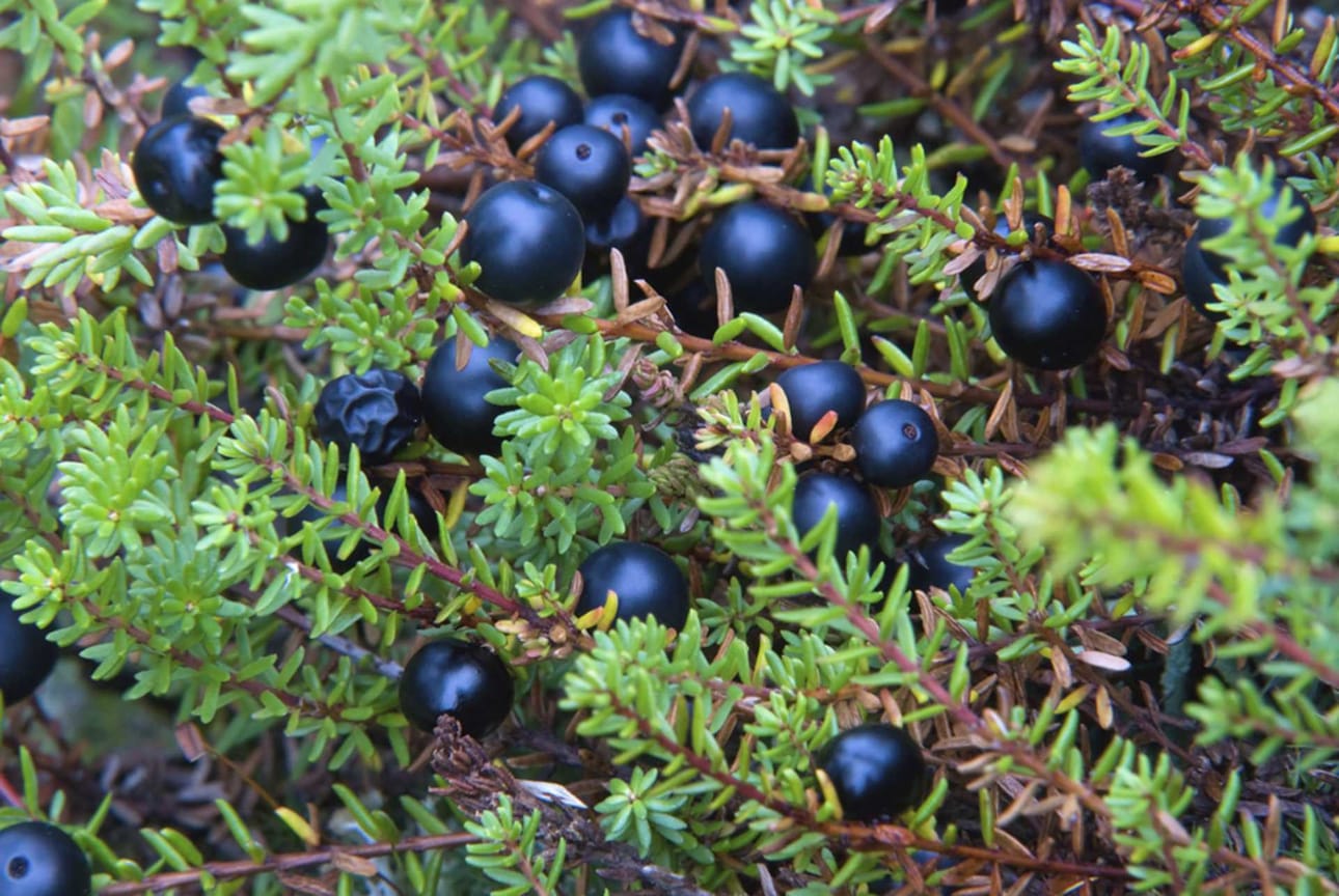 Islannissa ja Norjassa variksenmarjamehua juodaan flunssalääkkeeksi. Saamelaiset ovat tunteneet kaarnikan hyvää tekevät vaikutukset jo kauan.