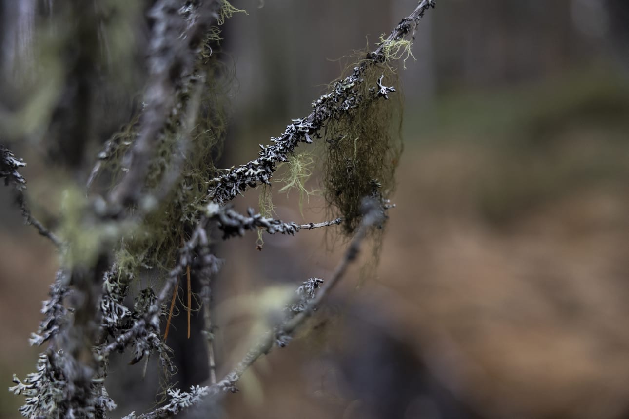 Kostean metsän ilma on lempeää hengittää.
