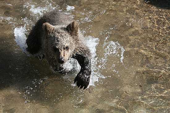 Milla ihastui aitauksensa uima-altaaseen.