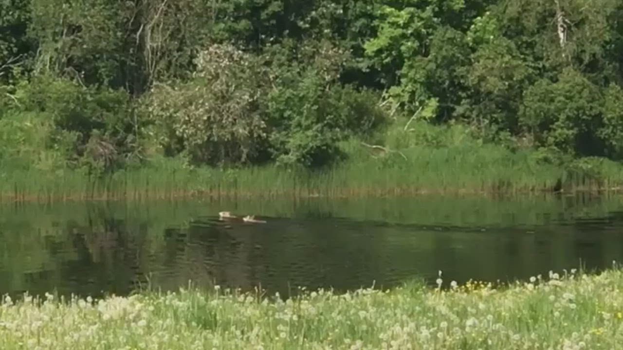Sudet uivat joen yli Ruukissa
