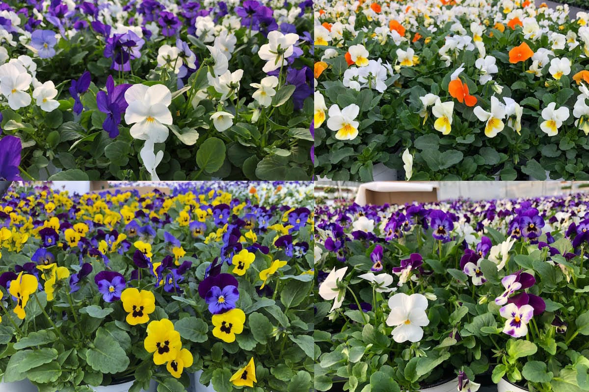 Vanhatalon puutarha myy kesäkukkien lisäksi hyötykasvien taimia, kuten amppelitomaatteja, runkotomaatteja, sekä purjoa ja yrttien taimia. Niiden osalta puutarhurit suosittelevat, että aloitus ajoitetaan kesän alkuun, jolloin on valoisempaa.