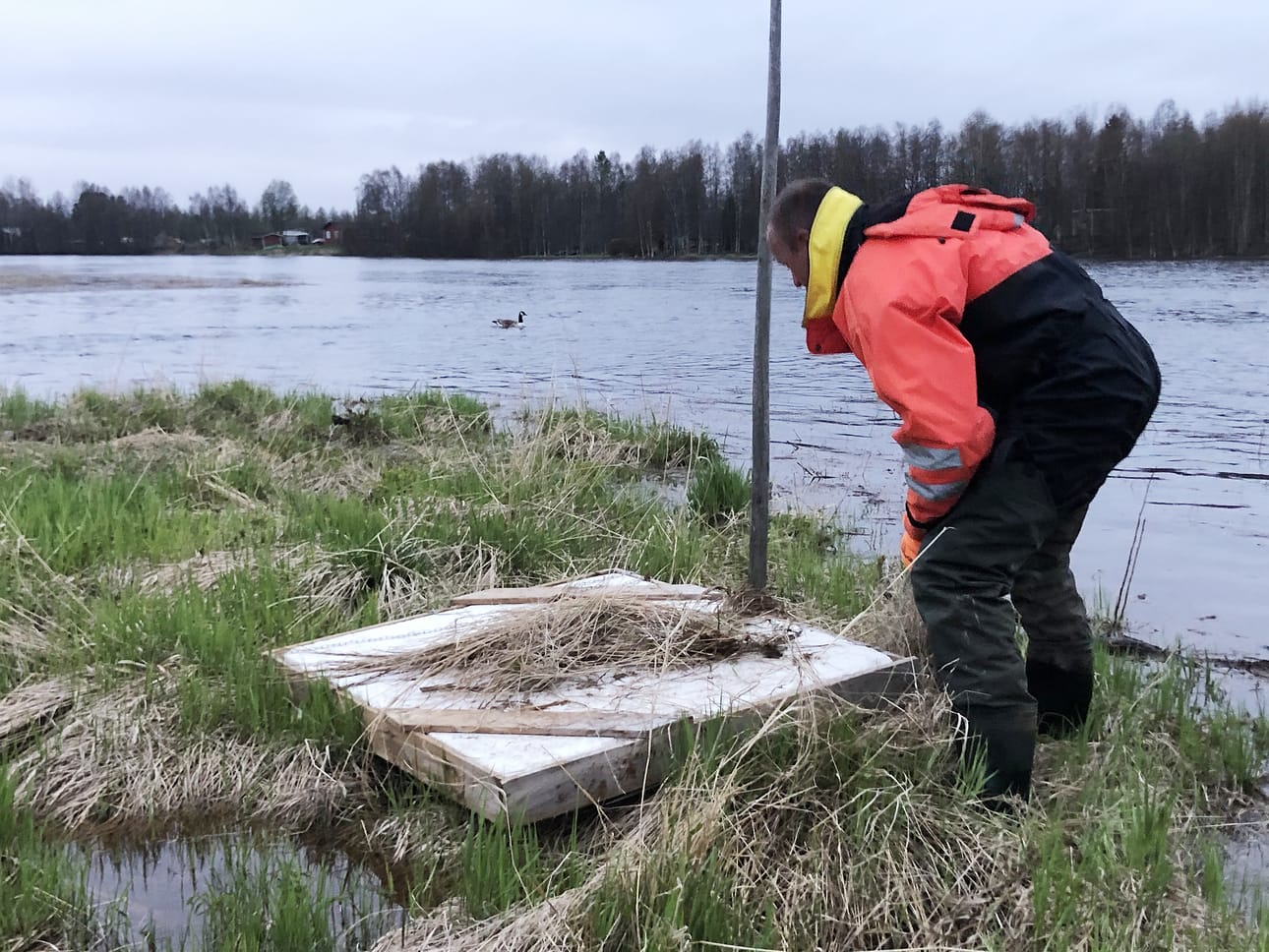 Seppo Haanpää vuorasi lautan ensin heinällä ja siirsi sitten pesän lautan päälle. Lautta ankkuroitiin pohjaan heinäseipäällä ja kettingillä. Hanhiemo tarkkaili tilannetta muutaman metrin päästä.