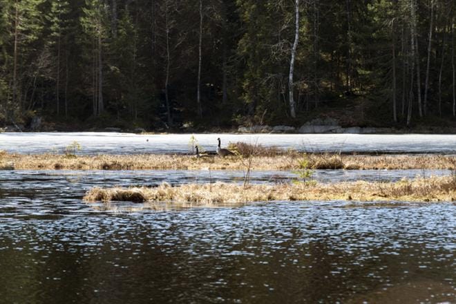Nämä kanadanhanhet kuvattiin vuosi sitten Nuuksiossa.