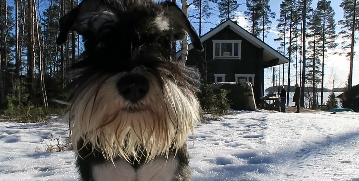 Hauska kääpiösnautseri ja Pekkarisen silta tulivat vastaan Satunnaisessa Suomessa
