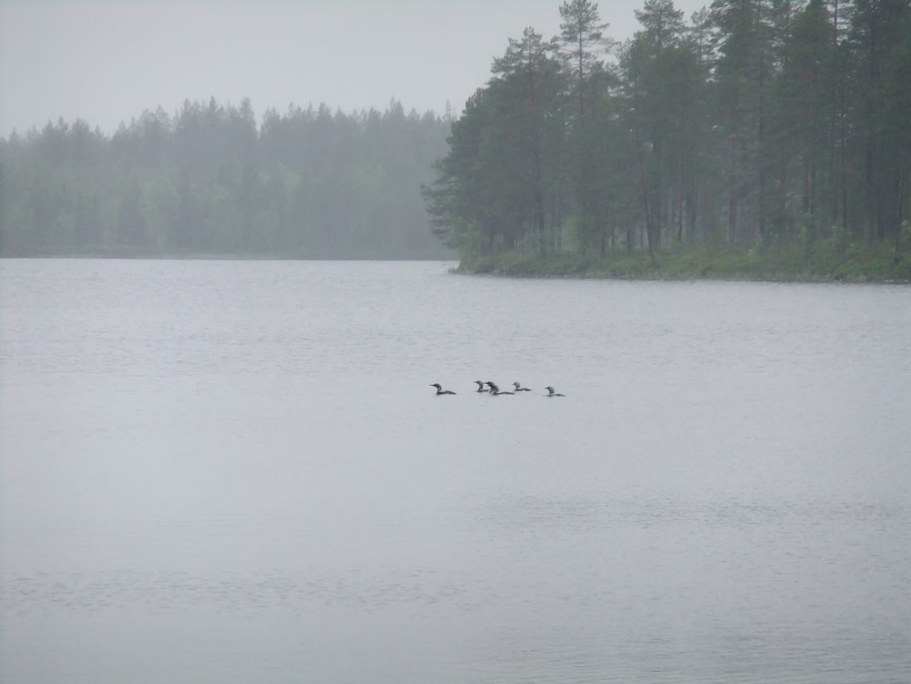 Kaakkurit usvaaamussa. (vai oisko kuikkia)