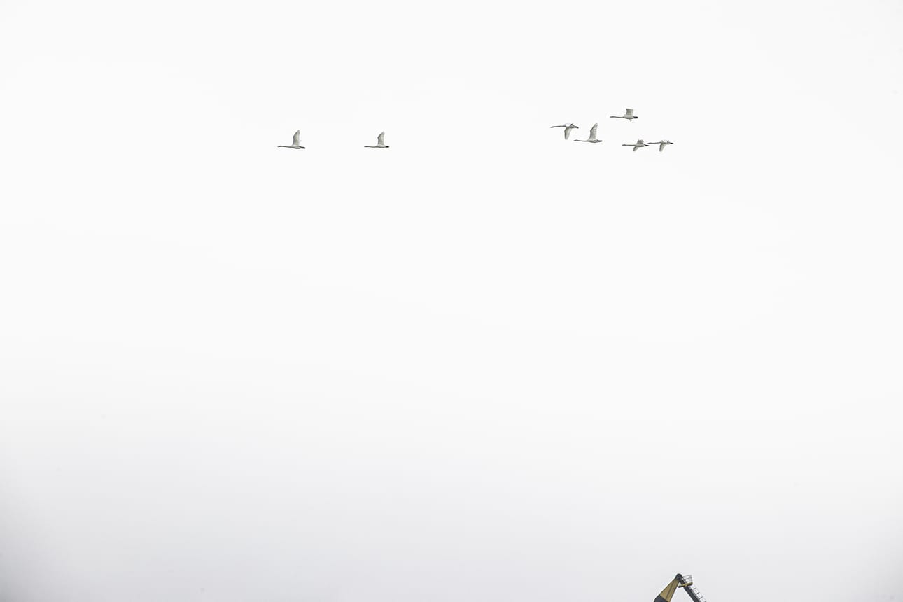 Joutsenien kevätmuuttoa.