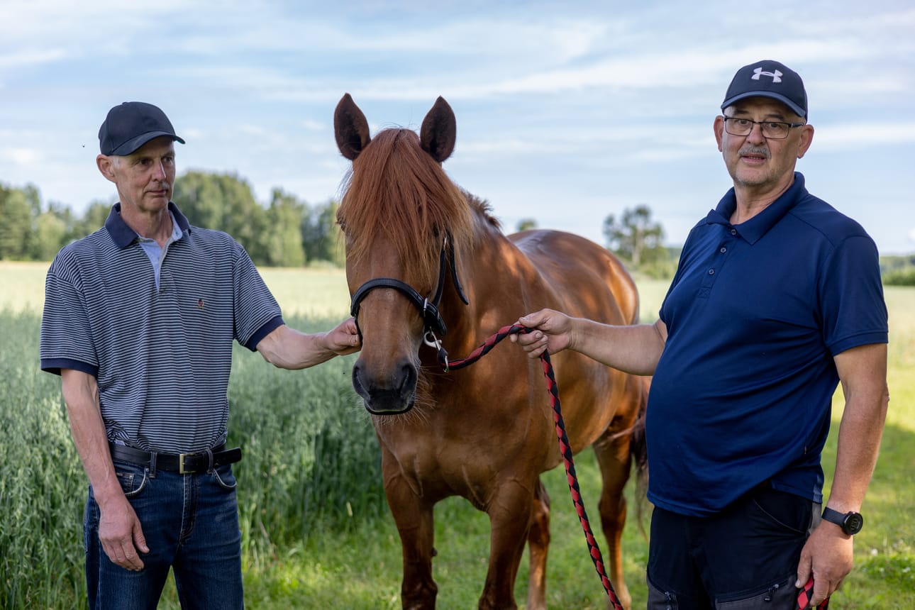 Lapualaistamma Lakan Leija poseerasi ennen kuninkuusraveja omistajansa Mikko Tuomaalan ja valmentajansa Erkki Tuomaalan kanssa.