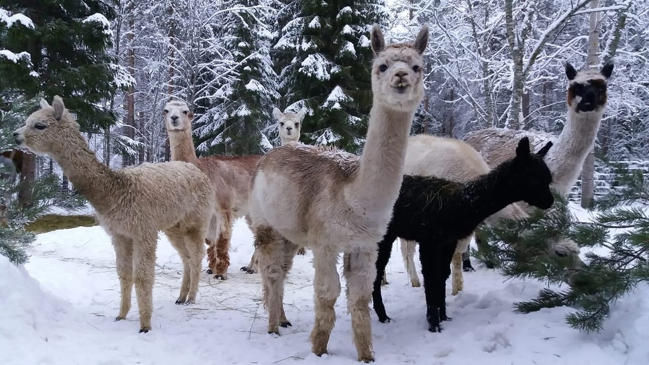 Hintan seurakuntatalolla ja Hovisuon urheilupuistossa laskiaissunnuntaina järjestettävässä talvi-ilottelussa voi tutustua kempeleläisen Linnunradan tilan alpakoihin.