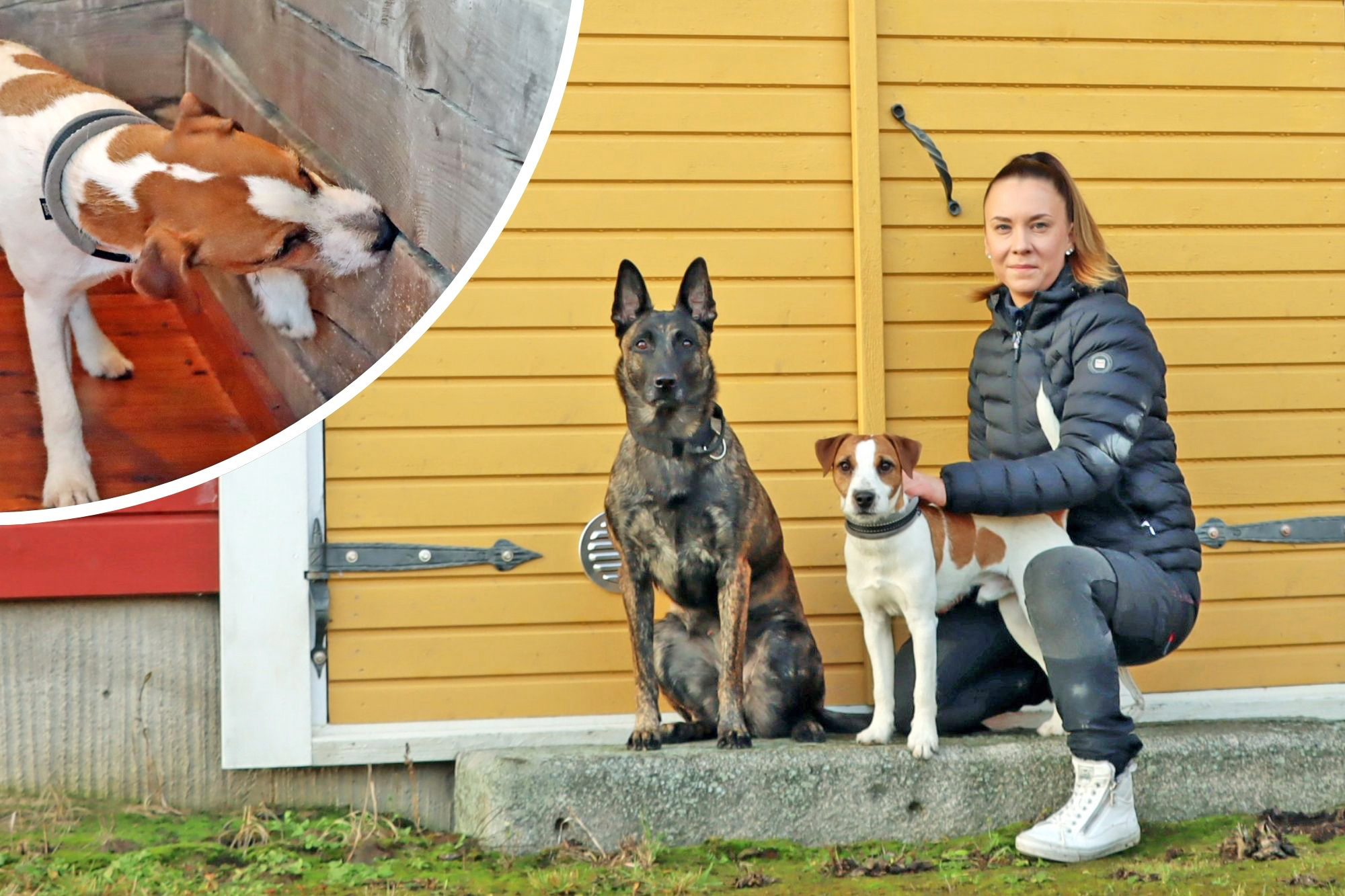 Veera Pellonpään tarkkakuonoiset työkaverit paljastavat piilevät ongelmat – "Homekoiralta vaaditaan sinnikkyyttä"