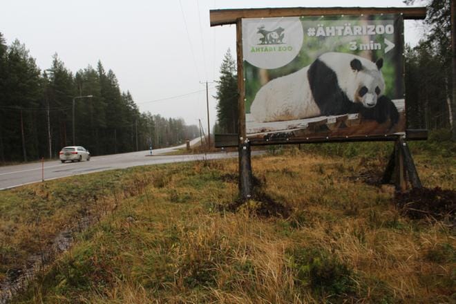 Pandat Lumi ja Pyry ovat asuneet Ähtärin eläinpuistossa nyt reilut kolme ja puoli vuotta. ARKISTOKUVA: REIJO HEIKKILÄ