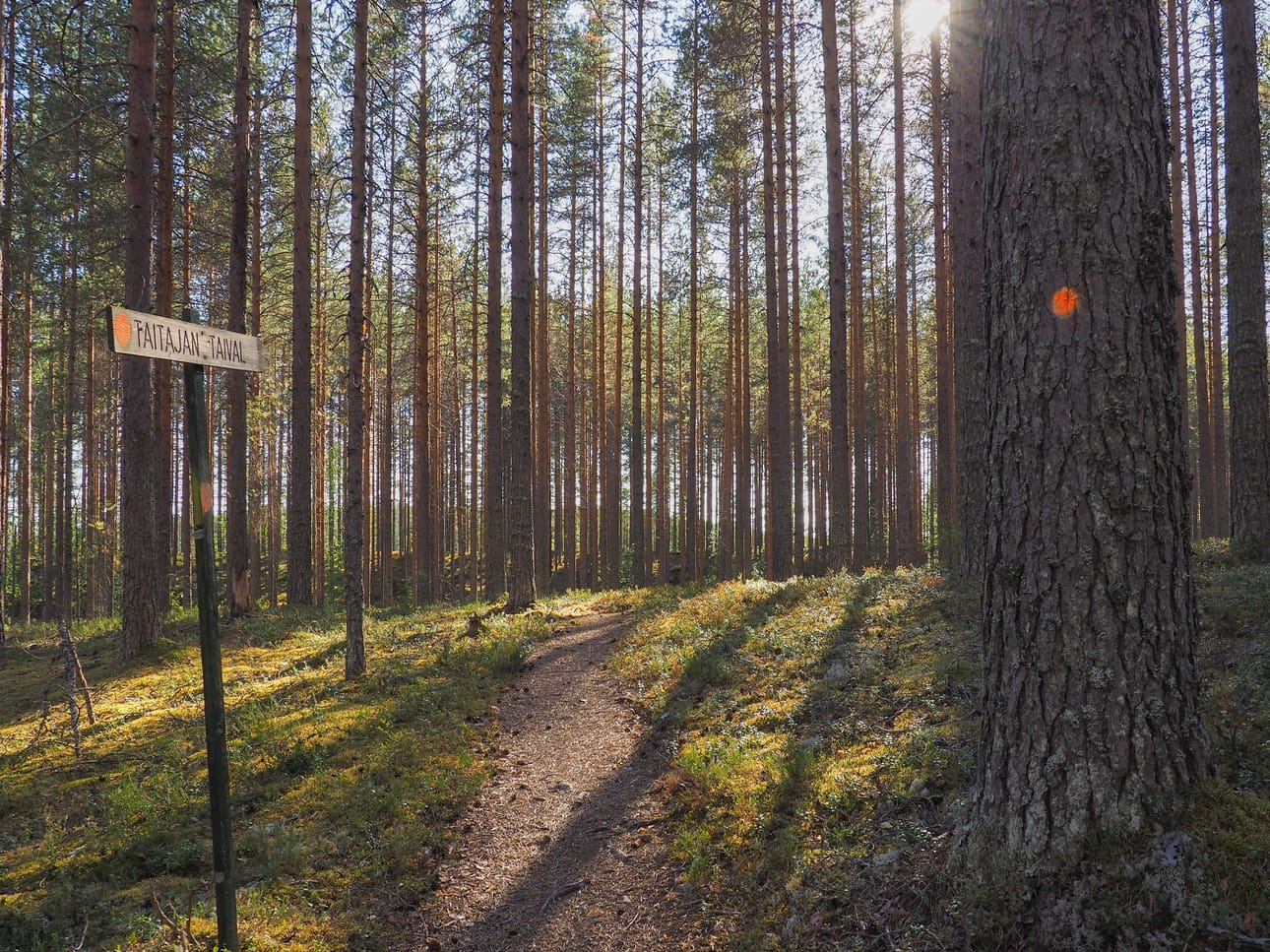 Mäntykangas on helppokulkuista retkeilymaastoa.
