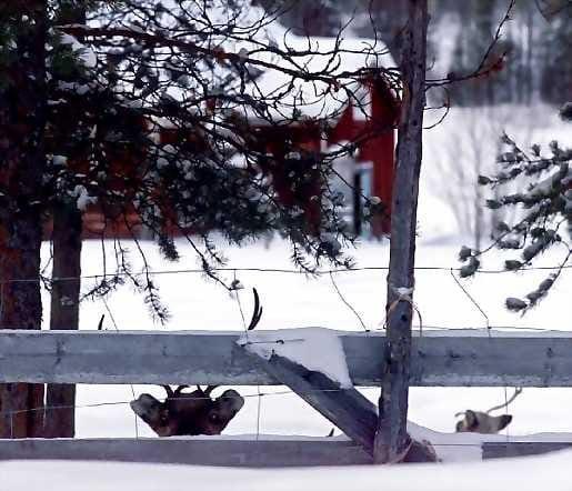 KHO:n Vuotos-päätös otettiin vastaan Pelkosenniemellä, Sallassa ja Savukoskella pettynein mielin.