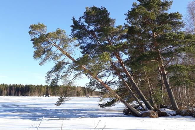 Vedenkorkeus Ähtärinjärvessä oli helmikuun lopulla noin 60 senttiä korkeammalla kuin keskimäärin. KUVA: SARI HEINILÄ