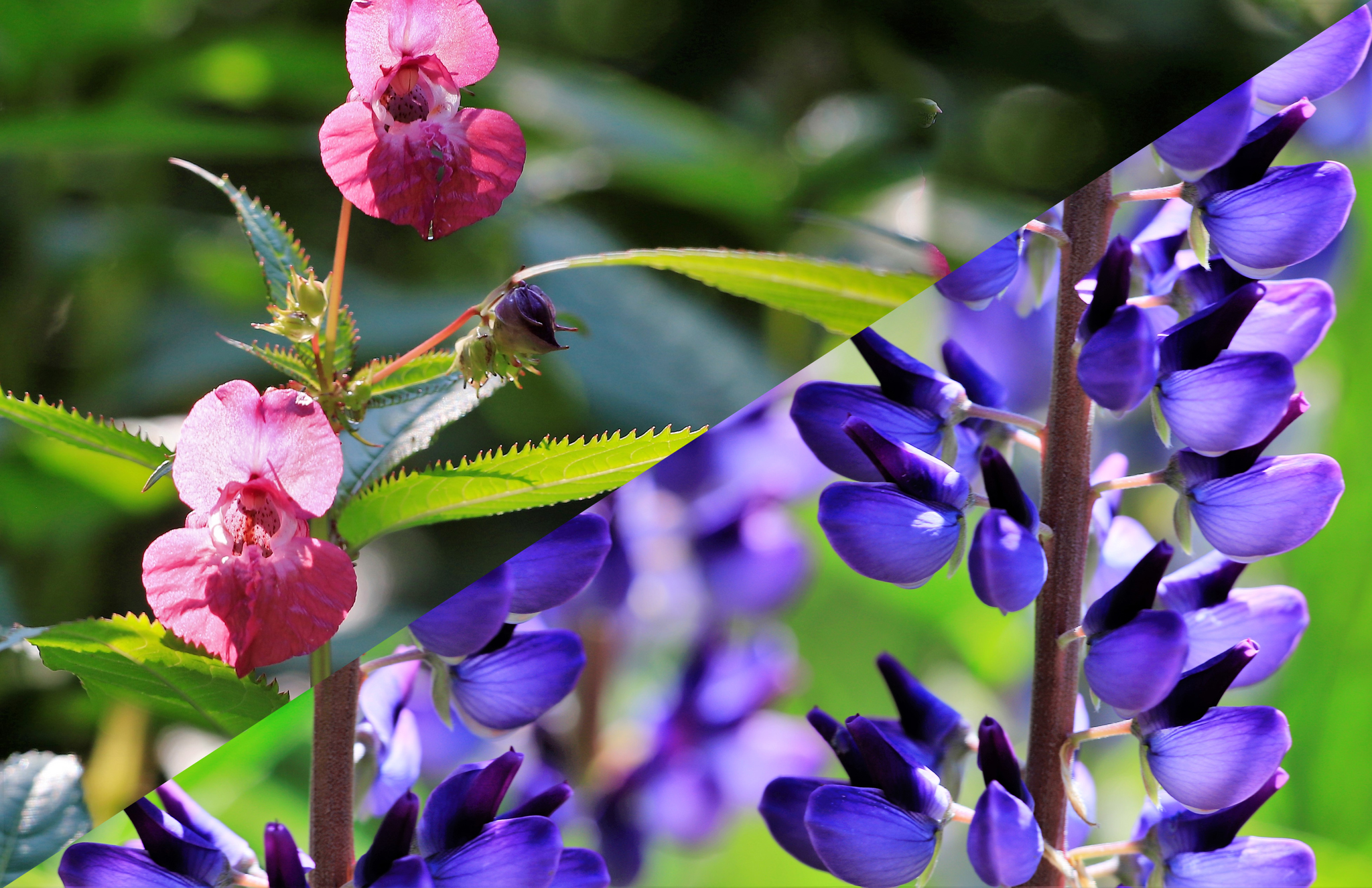 Kyrönjokirahasto jakaa avustuksia vieraslajien torjuntaan – Talkoilla voi kartuttaa yhdistyksen kassaa