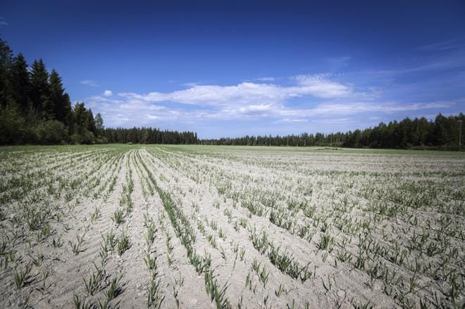 Helteinen ja sateeton kesä heikensi oleellisesti syksyn viljasatoa. Hallitus lisäsi ensi vuoden budjettiin 30 miljoonan euron kriisipaketin, josta valtaosa menee eteläisen Suomen kuivuusalueille. KUVA: MAIJA SAANIO