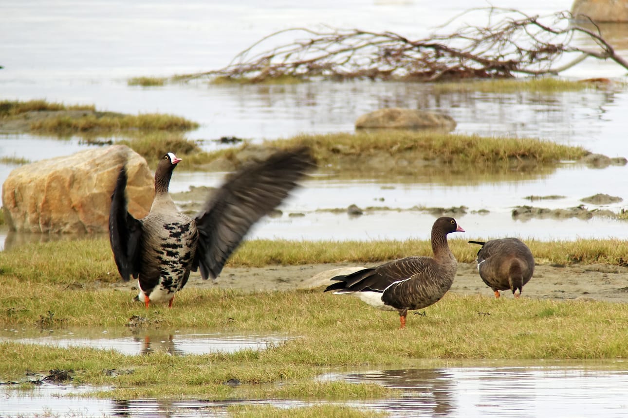 Vasemmalla aikuinen kiljuhanhi, oikealla nuori yksilö Norjan Porsanginvuonolla.