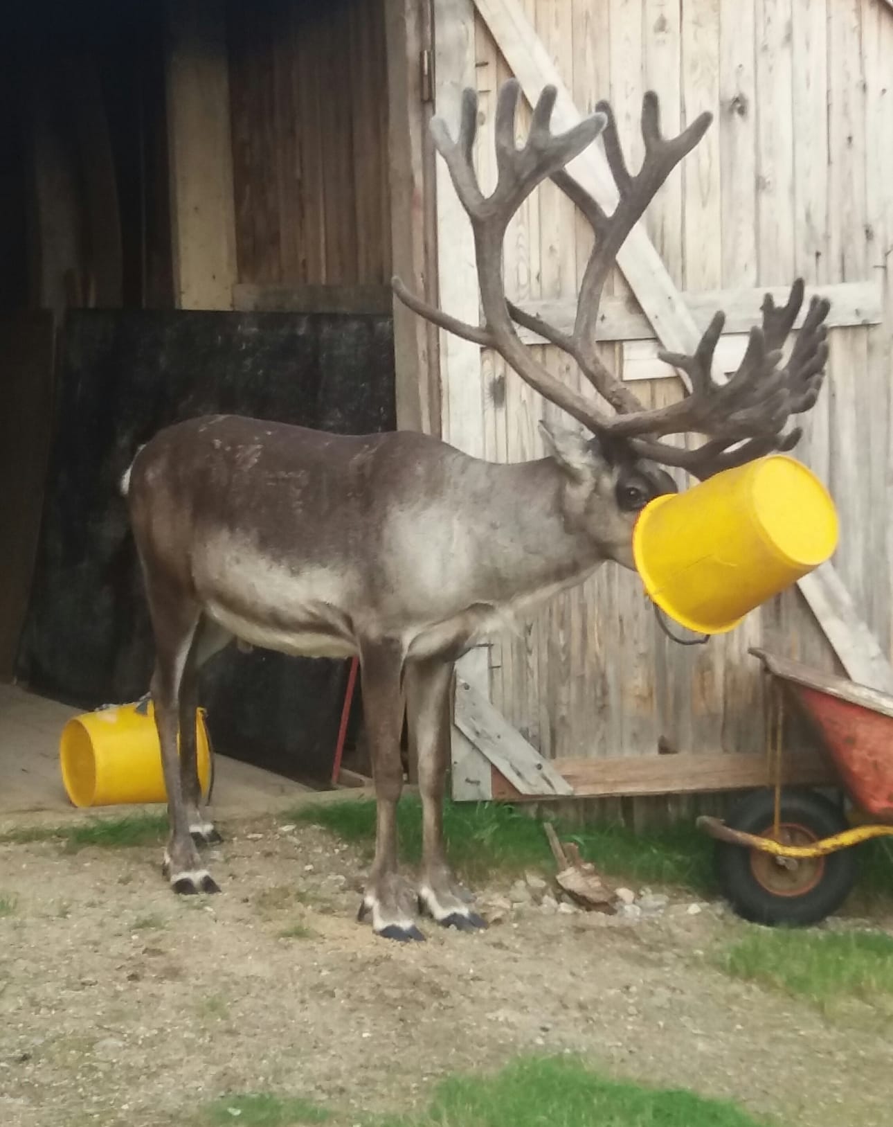 Porolla niin isot sarvet, että ämpäri tarttui syödessä päähän kiinni.