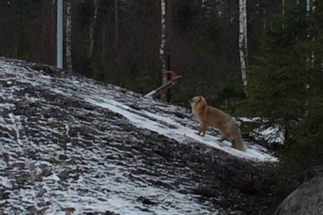 Kettu käyskenteli Karhuvuoren leikkikentän liepeillä torstaina päivällä. Kuva: Helene Källi