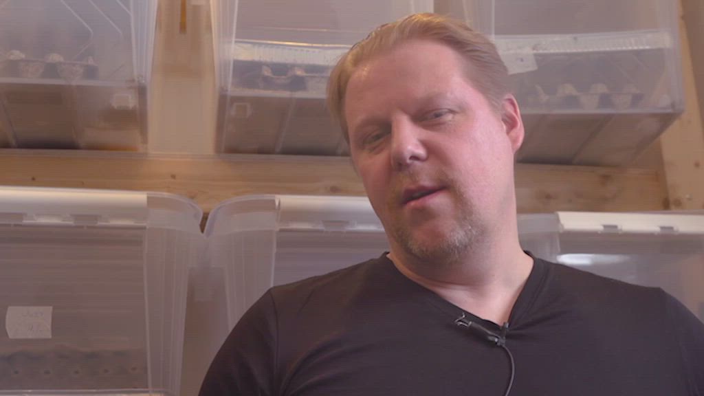 Näin sirkkoja kasvatetaan Pohjois-Suomessa syötäväksi ja tältä ne maistuvat
