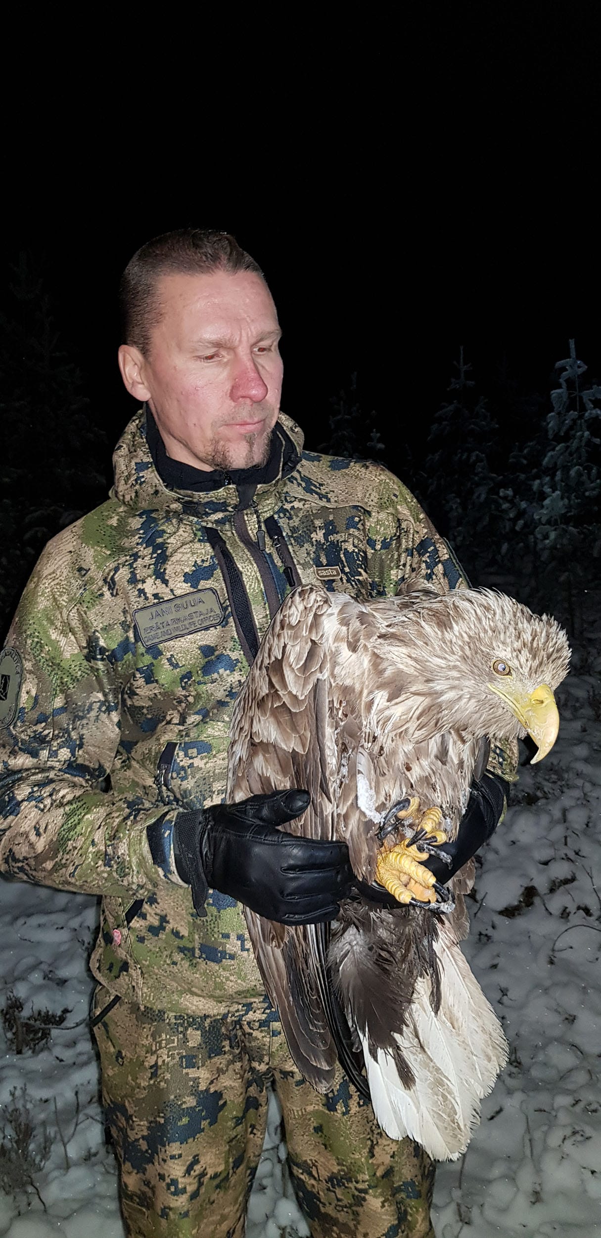 Tämä merikotka löydettiin heikossa kunnossa. Hoidosta huolimatta se menehtyi torstaina. Jani Suua (kuvassa) haki yksilön maastosta.