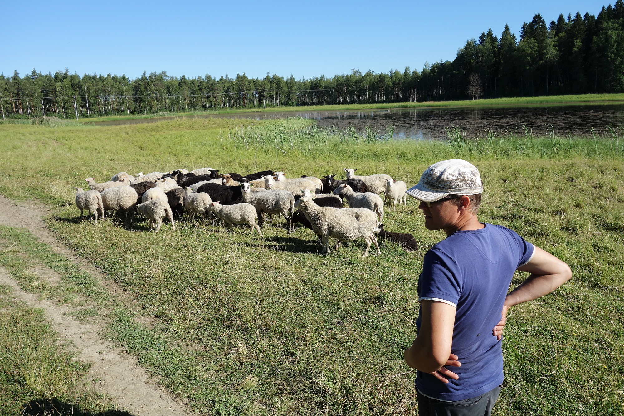 Sudet tappoivat parikymmentä eri-ikäistä lammasta Risto Ollilalta. Hän on siirtänyt koko viikon ajan loppuja lampaita turvallisempaan ympäristöön. Edes sähköaita ei pidätellyt susia.