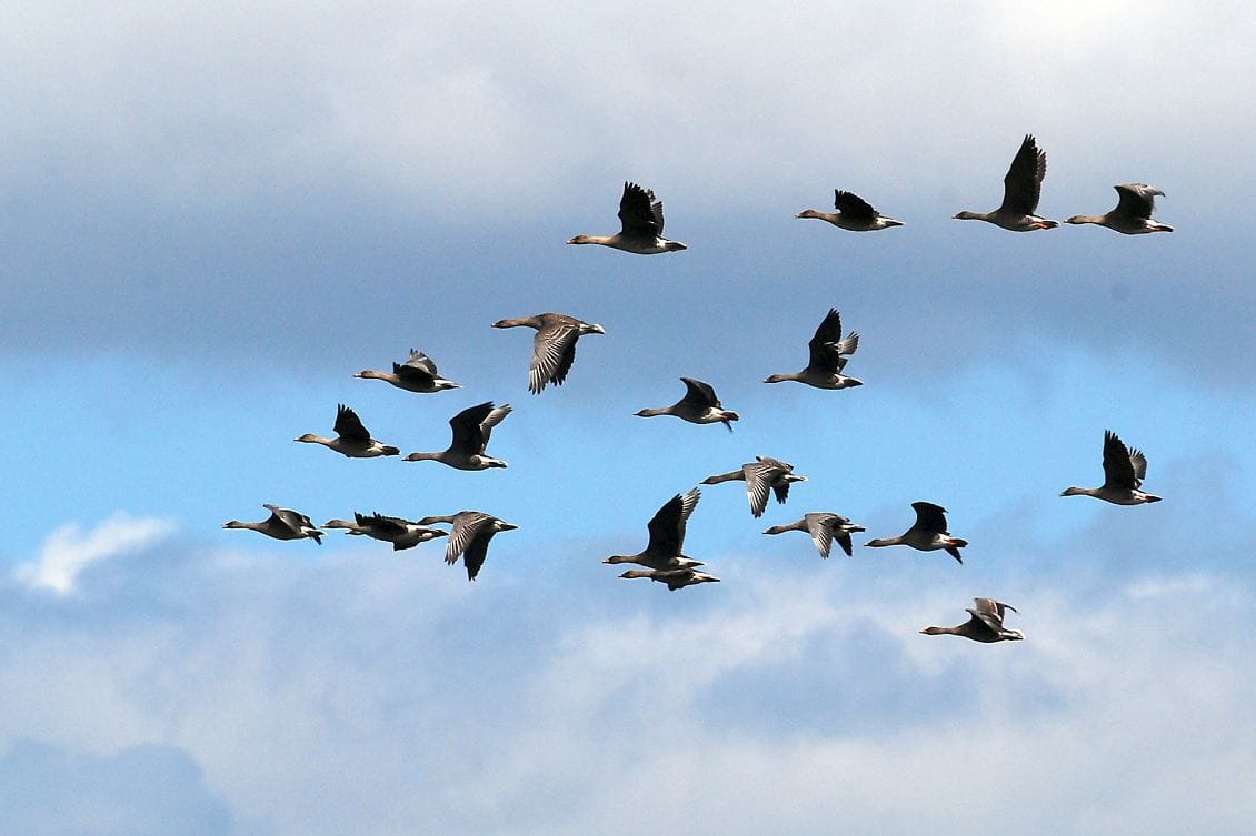 Metsähanhien muuttoparvet ovat harventuneet huolestuttavasti.